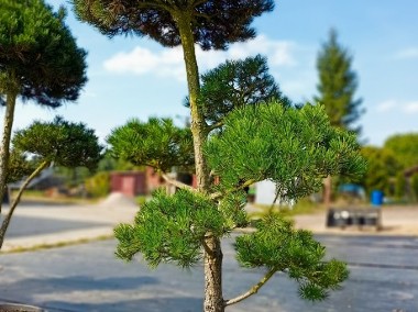 Bonsai - Pinus Nigra ~200 cm-2