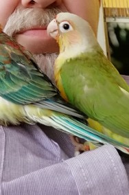 Papugi Świergotki-3