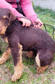 FRED - piękny psiak w typie jagdterrier szuka PILNIE domu-2