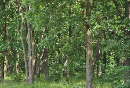 Działka budowlana Kierszek, ul. Prawdziwka