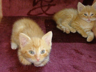 Śliczne małe rude kocięta + trikolorka-1