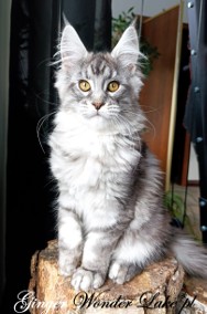 Czarny srebrzysty kocurek Maine Coon - hodowlany - FPL-2