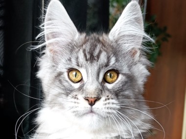 Czarny srebrzysty kocurek Maine Coon - hodowlany - FPL-1