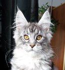 Czarny srebrzysty kocurek Maine Coon - hodowlany - FPL