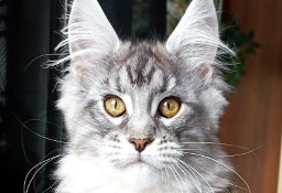 Czarny srebrzysty kocurek Maine Coon - hodowlany - FPL