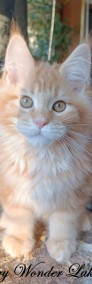 Rudy srebrzysty kocurek Maine Coon - FPL-3