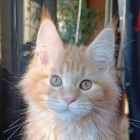 Rudy srebrzysty kocurek Maine Coon - FPL