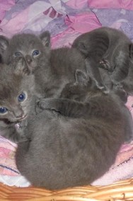 Koty Rosyjskie Niebieskie-2