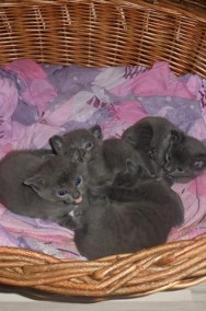 Koty Rosyjskie Niebieskie-3