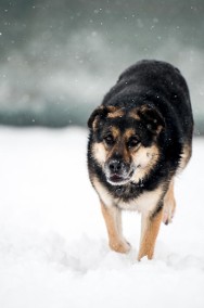 LEO: chodź się poznamy, łapki sobie podamy-2