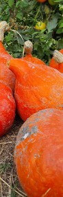 Zestaw warzyw ekonaturalnych_ dowolne zestawienie _ Kurier!-4