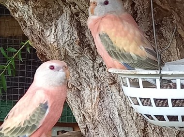 Papugi lilianki różowe na obrączkach stałych.-1
