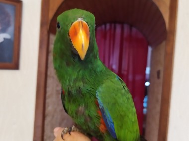 Papuga -Lora Wielka samica  -ręcznie karmiona (oswojona ) z 2021r -1