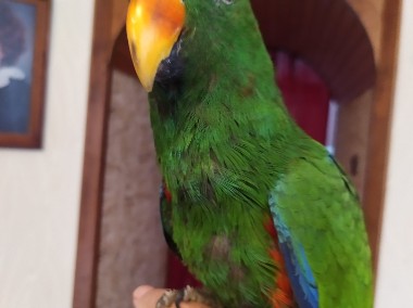 Papuga -Lora Wielka samica  -ręcznie karmiona (oswojona ) z 2021r -2