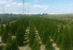 Tuja szmaragd 50-70 cm Goły korzeń Tania wysyłka Thuja smaragd 