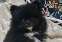 Szpic minaturowy pomeranian 