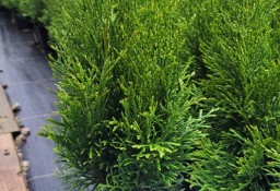 TUJA SZMARAGD 25-50CM THUJA SZMARAGD 25-50CM DONICA 0,5-1L