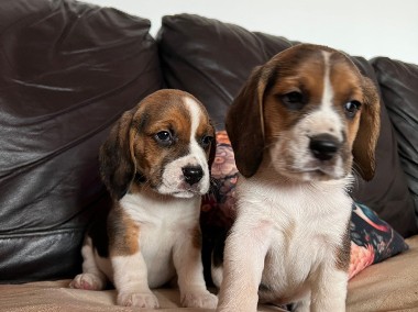 Sprzedam szczeniaczka rasy Beagle -1