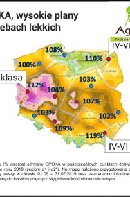 Pszenica Ozima OPOKA - Wysoki Plon Grube Ziarno Niskie Wymagania-2