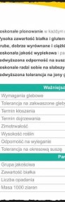 Pszenica Ozima OPOKA - Wysoki Plon Grube Ziarno Niskie Wymagania-4