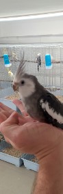 Młode papugi nimfy - idealny pupil -3