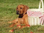 Rhodesian Ridgeback piękny samiec niestandardowy.