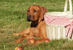 Rhodesian Ridgeback piękny samiec niestandardowy.