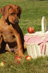 Rhodesian Ridgeback piękny samiec niestandardowy.-2