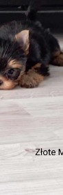yorkshire terrier-4