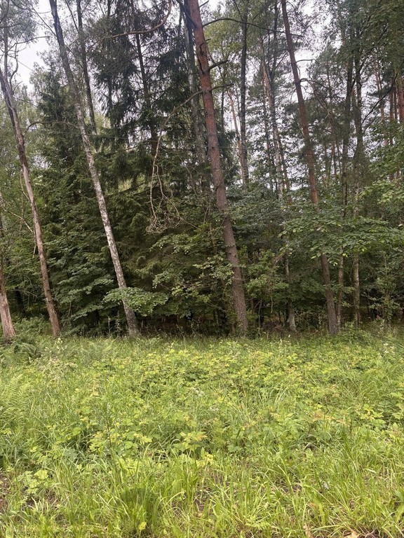 Piaseczno 100 m od jeziora działka leśna 3 ha - Widok 5