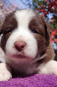 Rasowy pies Border Collie - piękne szczenię po mądrych rodzicach-2