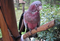 Papugi Kakadu Różowe! Ręcznie karmione!