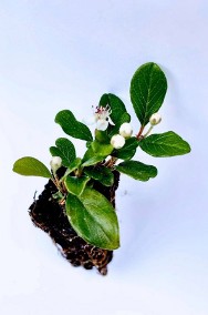 Irga Płożąca Dammera Major ''Cotoneaster Dammeri Major '- sadzonka 10cm!-3