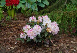 Rózanecznik 'Brigitte'/Rhododendron 'Brigitte' C5 