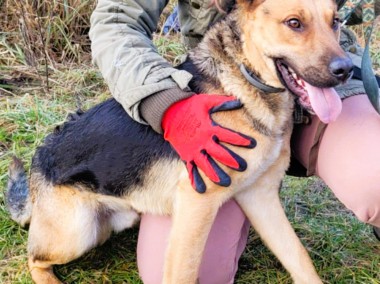 CZARUŚ - kochany psiak porzucony jak zbędna rzecz, ADOPTUJ-1