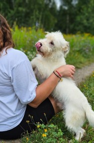 LULEK - kundelek z fundacji czeka na adopcję!-2