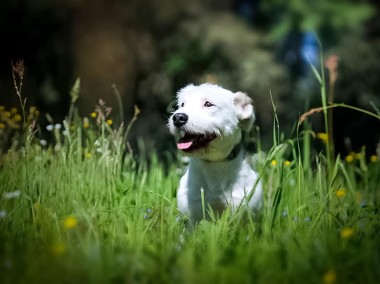 LULEK - kundelek z fundacji czeka na adopcję!-1