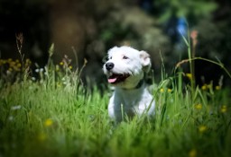 LULEK - kundelek z fundacji czeka na adopcję!