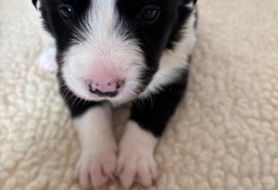 Border Collie śliczny szczeniak czarno -biały / Przebadani rodzice