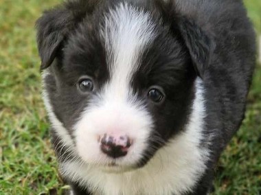 Border Collie śliczny szczeniak czarno -biały / Przebadani rodzice-1