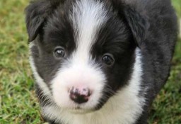 Border Collie śliczny szczeniak czarno -biały / Przebadani rodzice