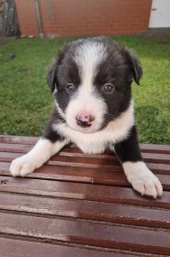 Border Collie śliczny szczeniak czarno -biały / Przebadani rodzice-2