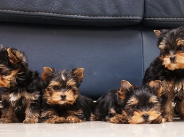 Yorkshire terrier-ZKwP-FCI-1