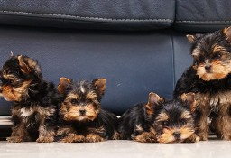 Yorkshire terrier-ZKwP-FCI