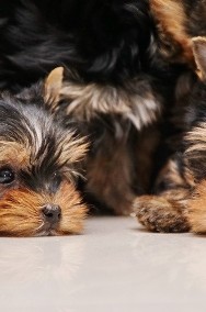 Yorkshire terrier-ZKwP-FCI-2