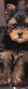 Yorkshire terrier-ZKwP-FCI-4