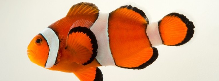 Amphiprion ocellaris, Błazenki, Nemo do akwarium morskiego -1