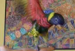 Papuga Lorysa  Gróska, młode ręcznie wykarmione:) 