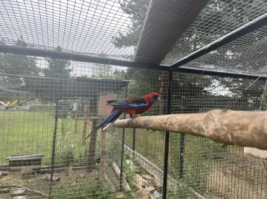 Papugi rozelle królewskie czerwone dorosła para-1