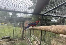 Papugi rozelle królewskie czerwone dorosła para